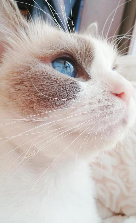 逞嬌by原媛講什么