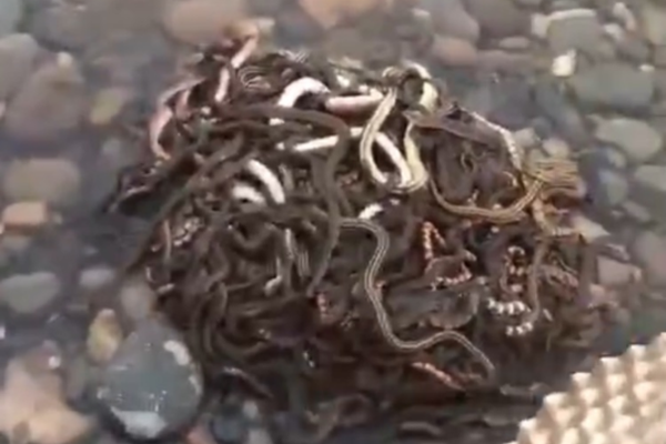 菜鳥(niǎo)臥底小說(shuō)txt