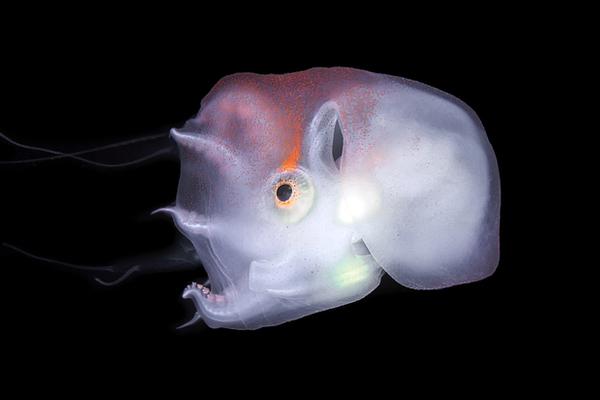 夫人笑靨美如畫(重生) 怡米下載