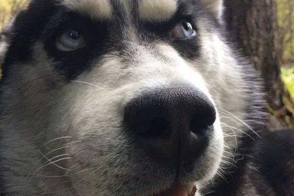 hp貴族全文閱讀