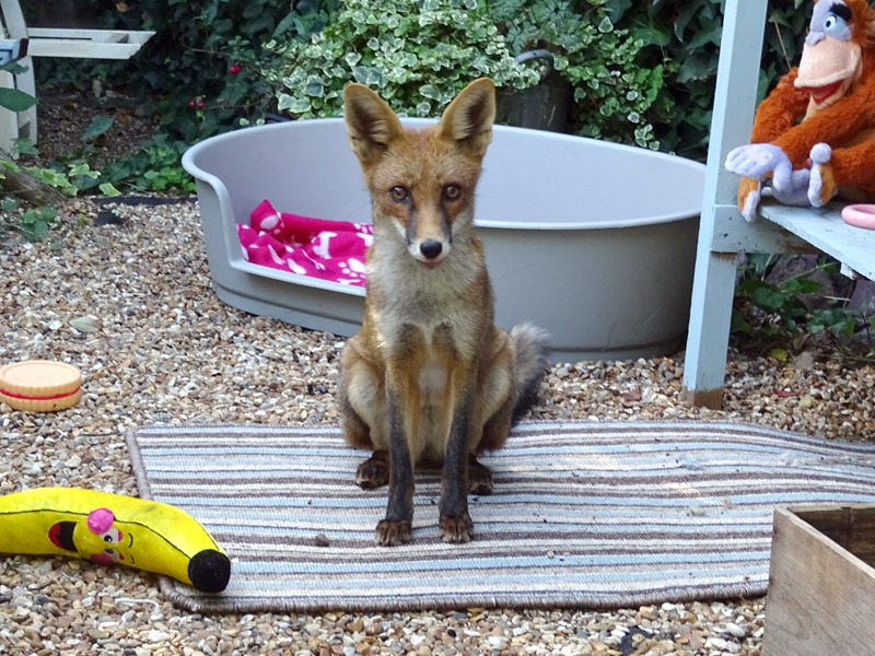 被催眠而不自知的清冷師尊by筆趣閣