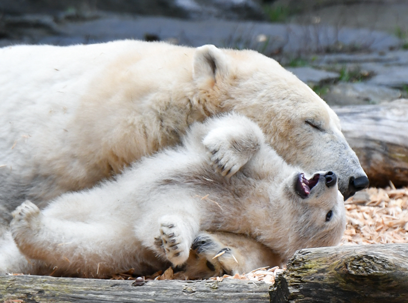 重生七零全家偷聽我的心聲,殺瘋了小