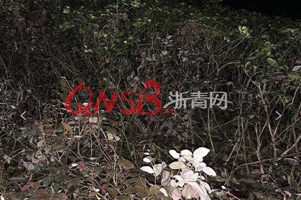 芙蓉帳by荔枝很甜txt