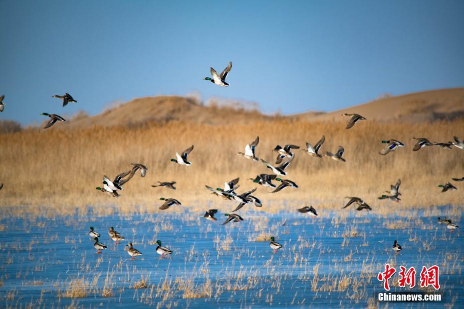 玉娘傳(完結(jié)）