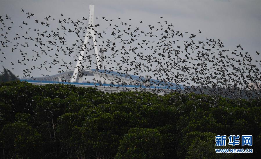 大隋天帝傳TXT下載珈珈檀