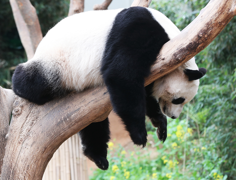 芙蓉帳免費(fèi)閱讀筆趣閣